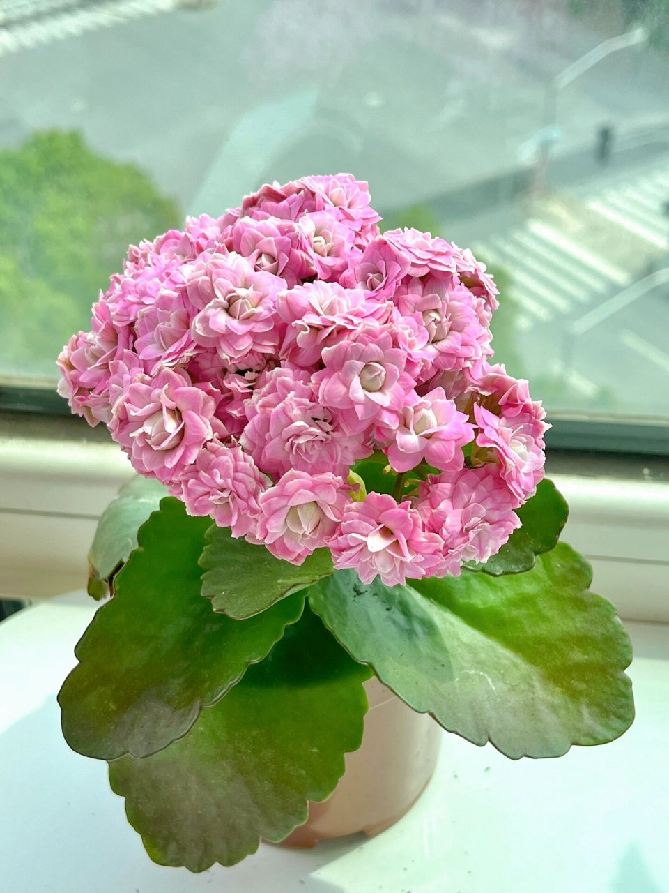 长寿花(136)璎珞