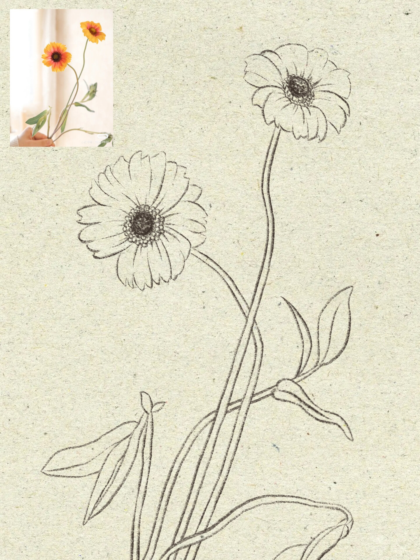 植物花卉速写合集|插画速写练习|照片写生