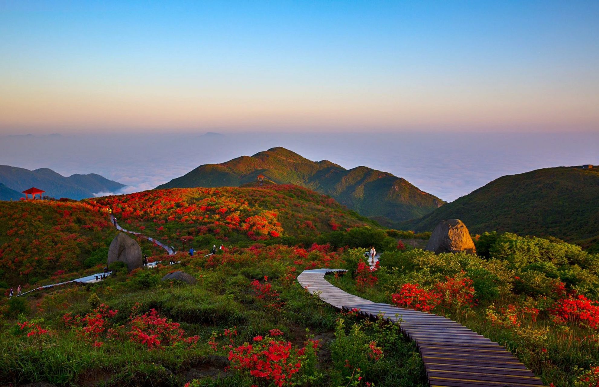 浏阳大围山杜鹃花开了 在长沙这个城市,是一秒入夏的 踩着春的尾巴来
