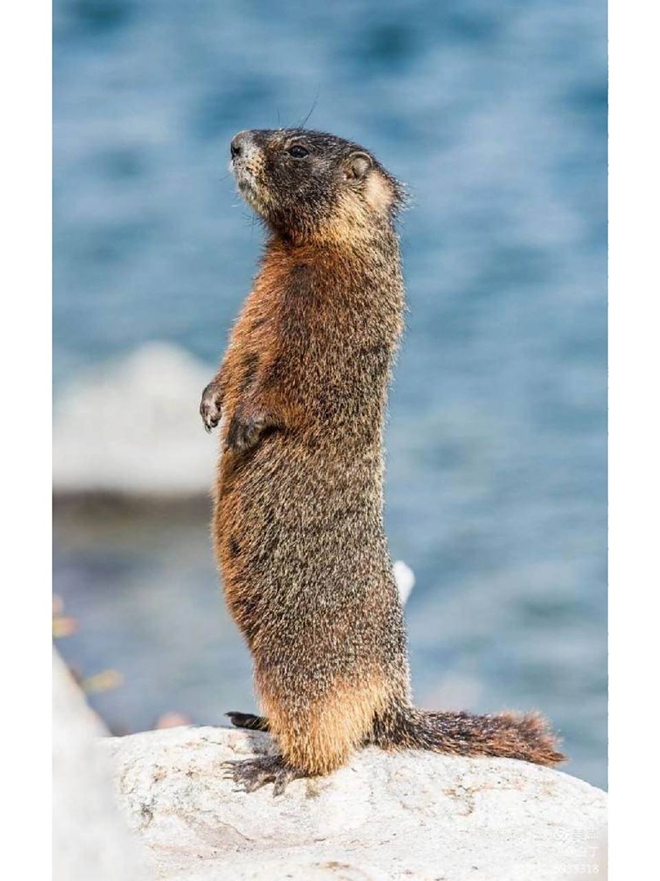 每天认识一种宝藏动物98007 96别名:土拨鼠 96名称:草原犬鼠