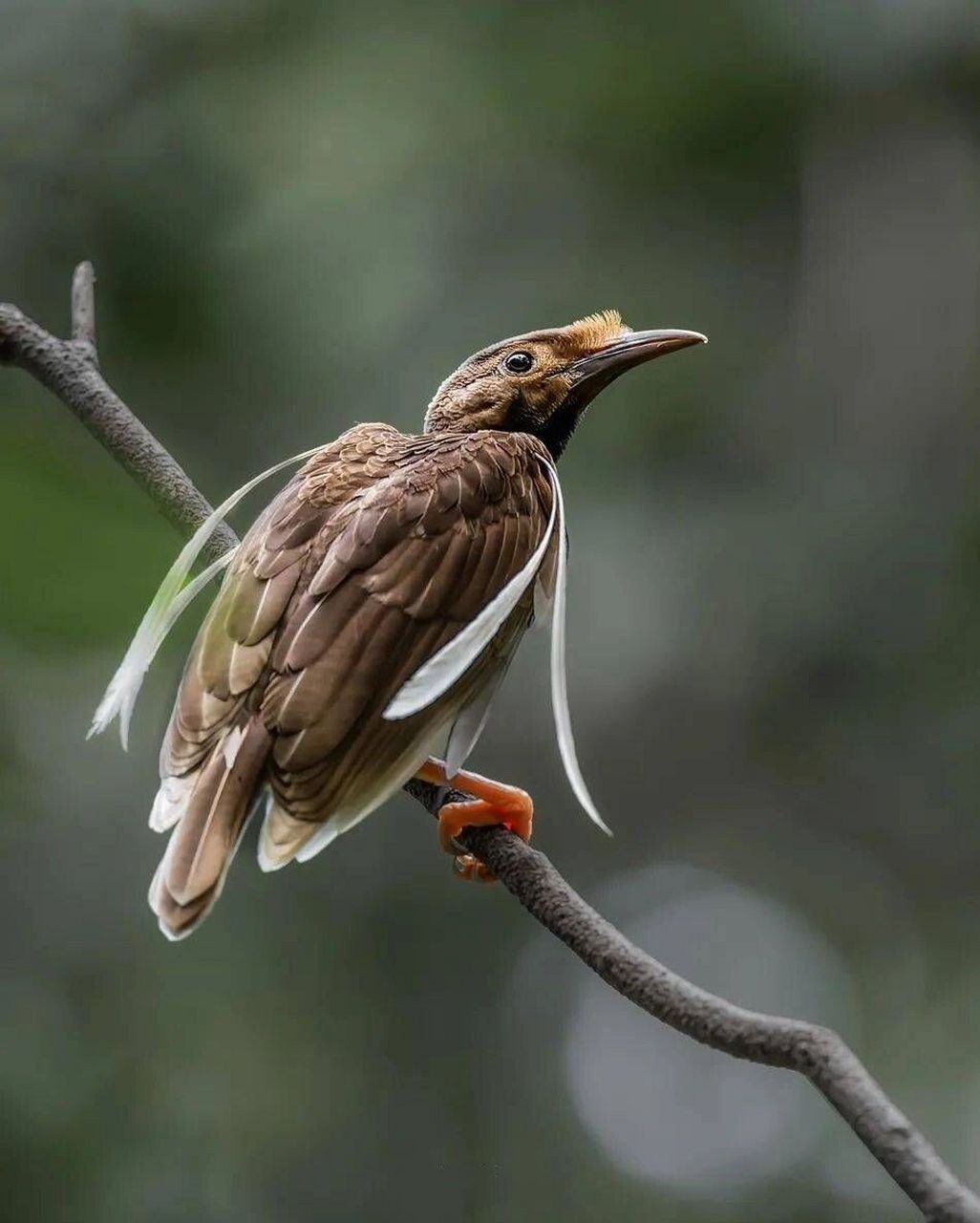 天堂鸟 #保护动物# #鸟类# #观鸟# #天堂鸟