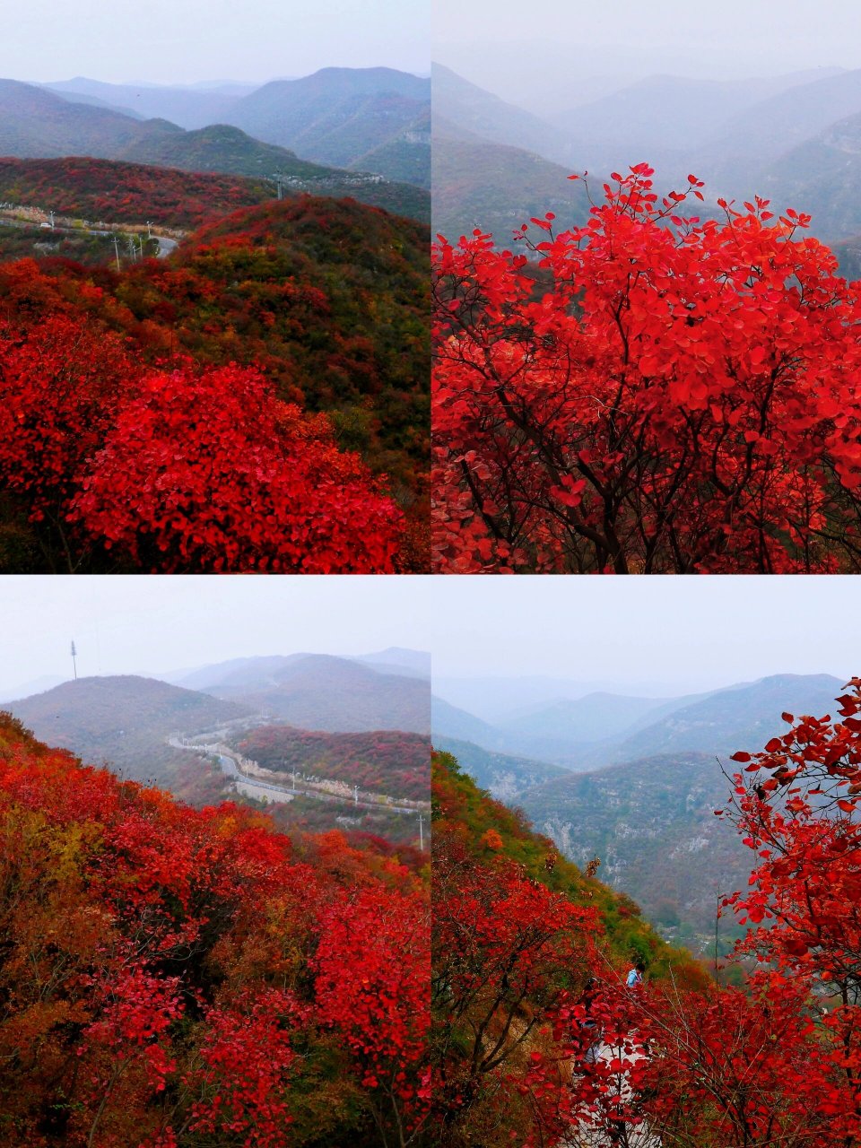 焦作 | 窄门峡谷,红叶飘飘