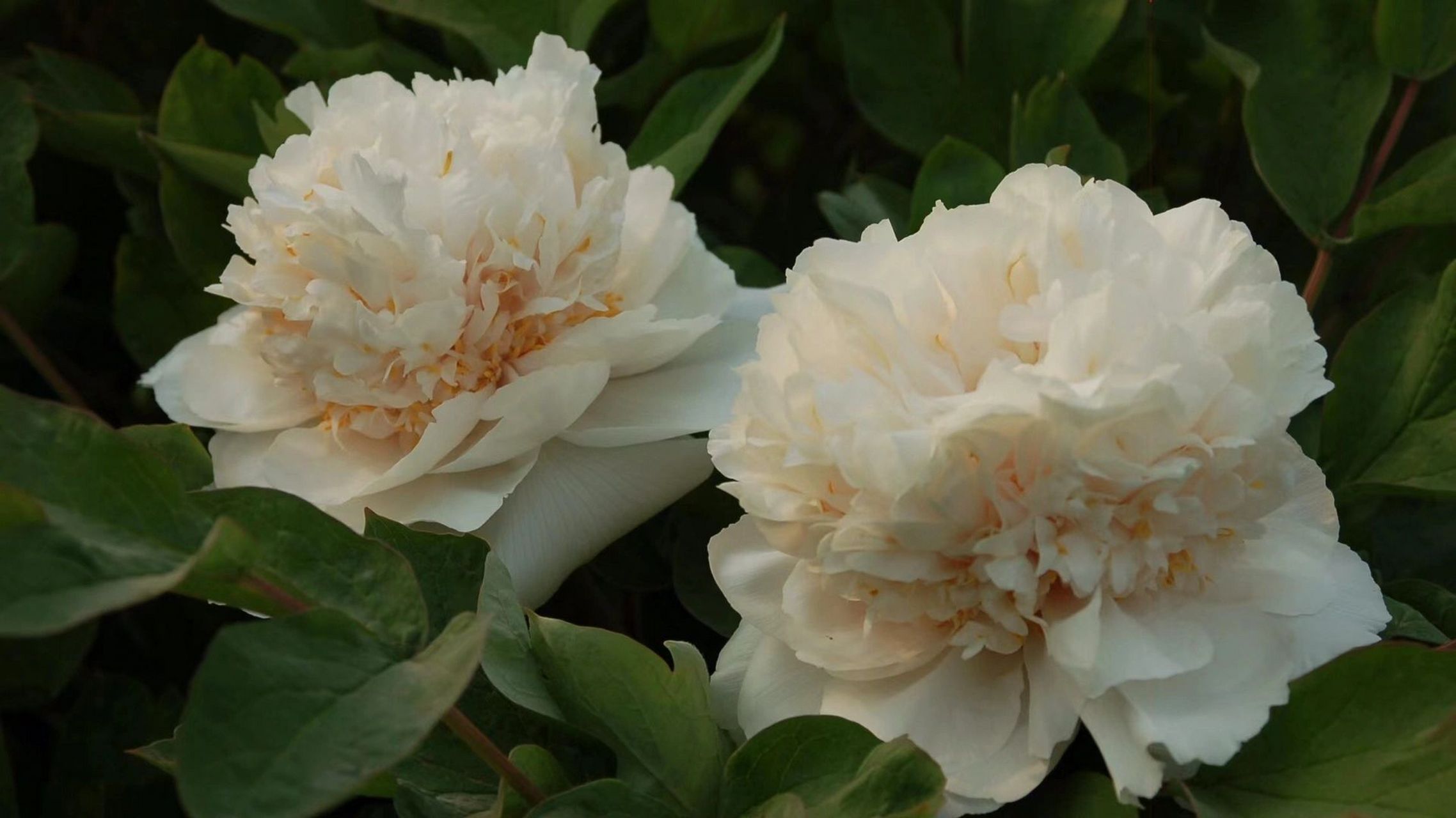 中国牡丹四大名品 姚黄,魏紫,豆绿,赵粉.