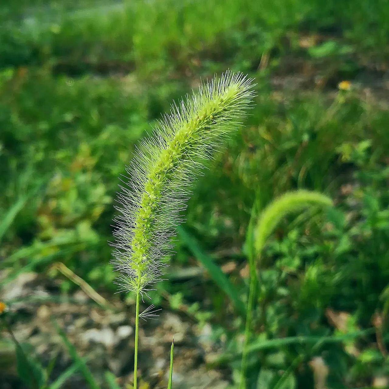 小时候常玩的狗尾巴花儿时记忆中的花