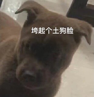 狗王表情包 第一弹 垮起个小土狗脸