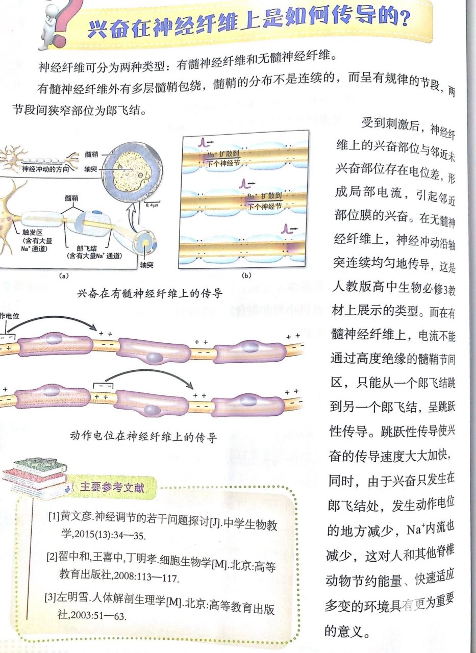 神经与神经纤维的关系图片