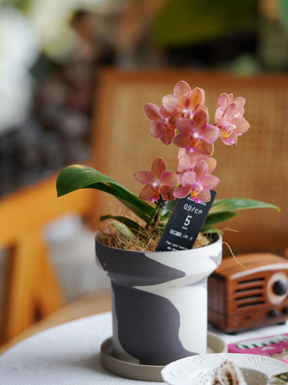 蜡质橙红色带香味的小花花 有香味的蝴蝶兰好喜欢 颜色还这么好看,会