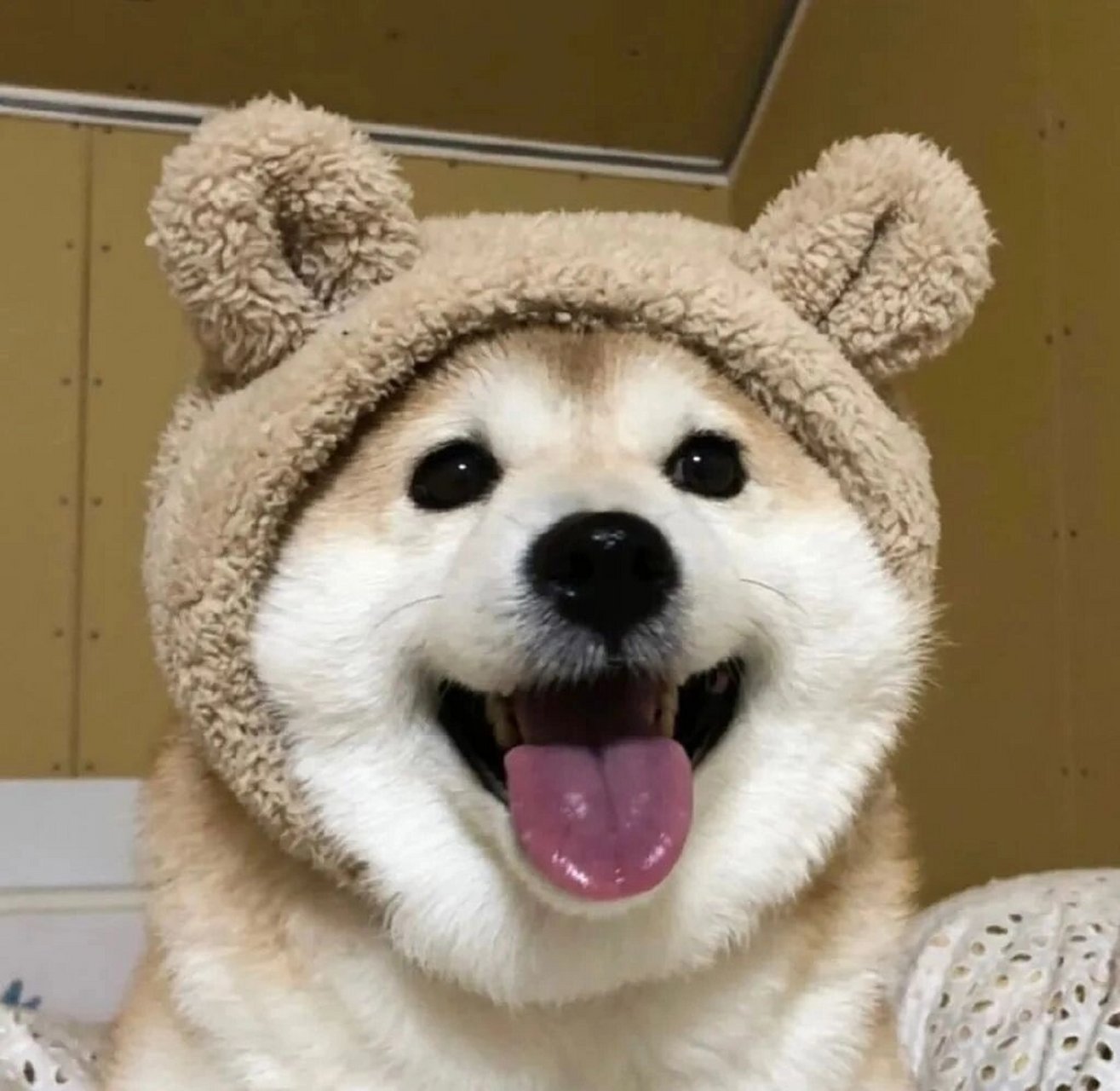 可爱狗狗的头像 不管你是舔狗,单身狗,还是什么狗98,换上这组头像.