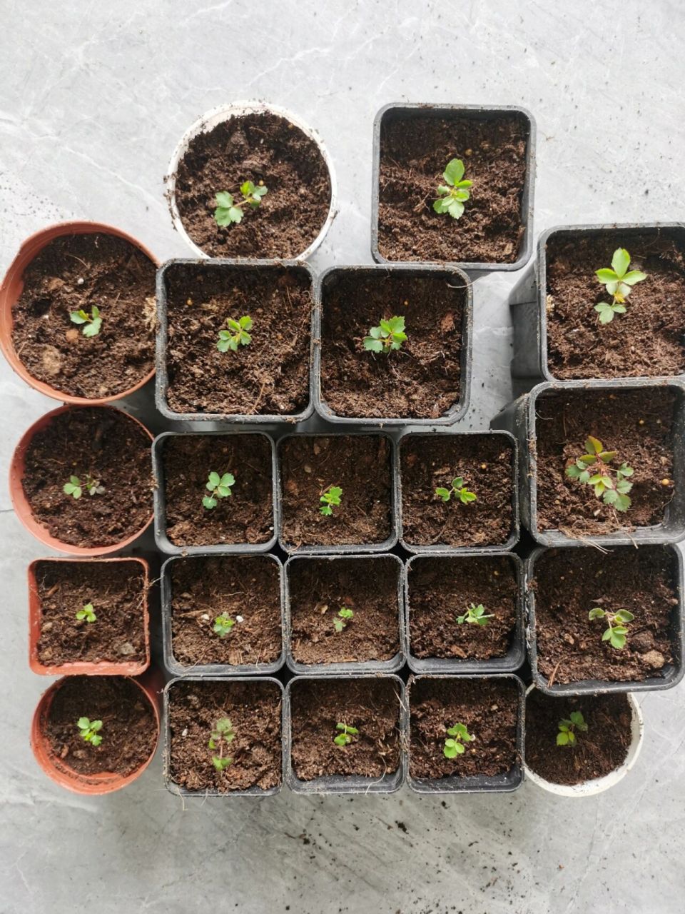 去年冬天播种的月季种子,由于经验不足发芽率有点低,仅有1/12.