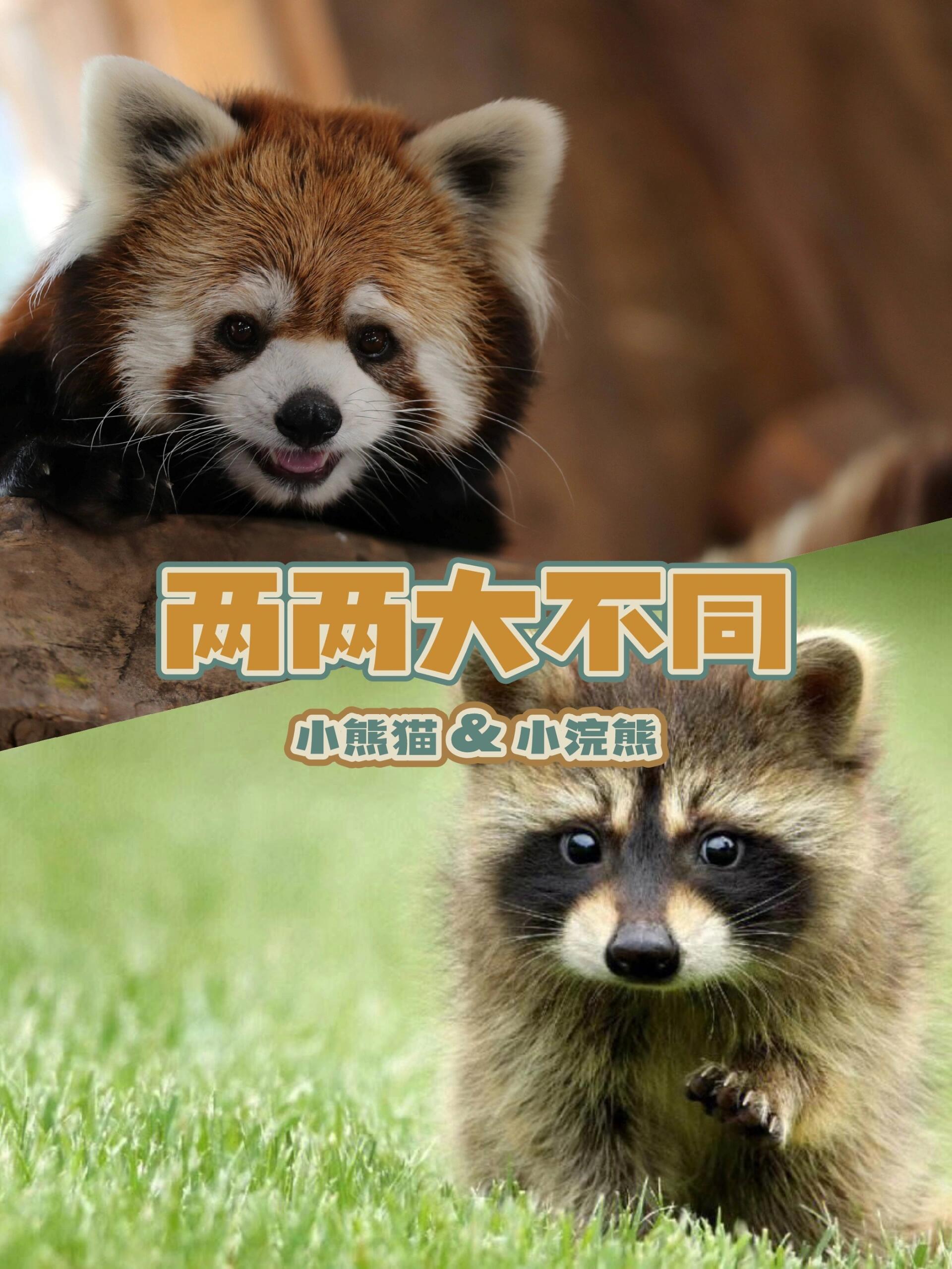 两两大不同——小熊猫&小浣熊