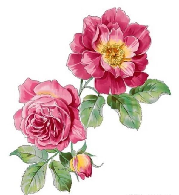 视觉传达设计考研,手绘马克笔——花卉植物篇 采集的花卉植物上色素材