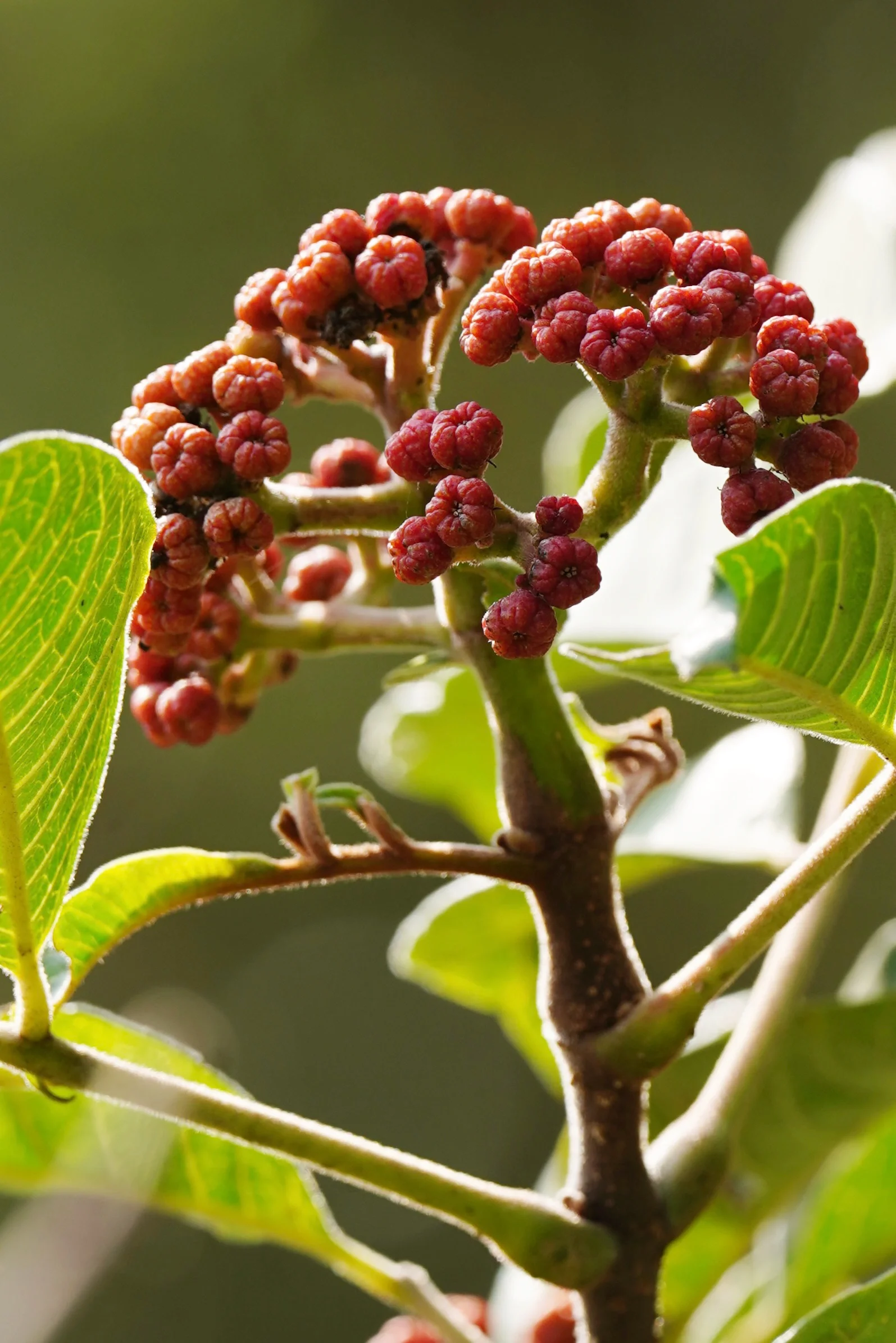 茱萸主要有两种,一种是山茱萸科的山茱萸;另一种即是芸香科吴茱萸