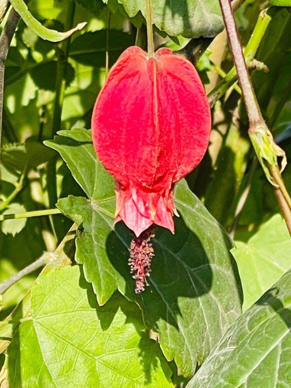 红萼苘麻 别名:蔓性风铃花 红萼苘麻是锦葵科苘麻属常绿软木质藤蔓状
