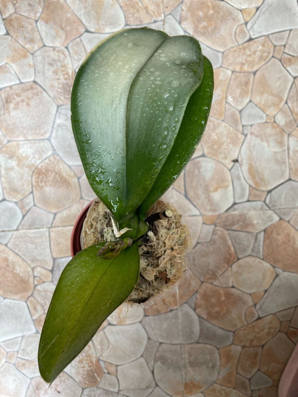 蝴蝶兰叶子发白怎么了?