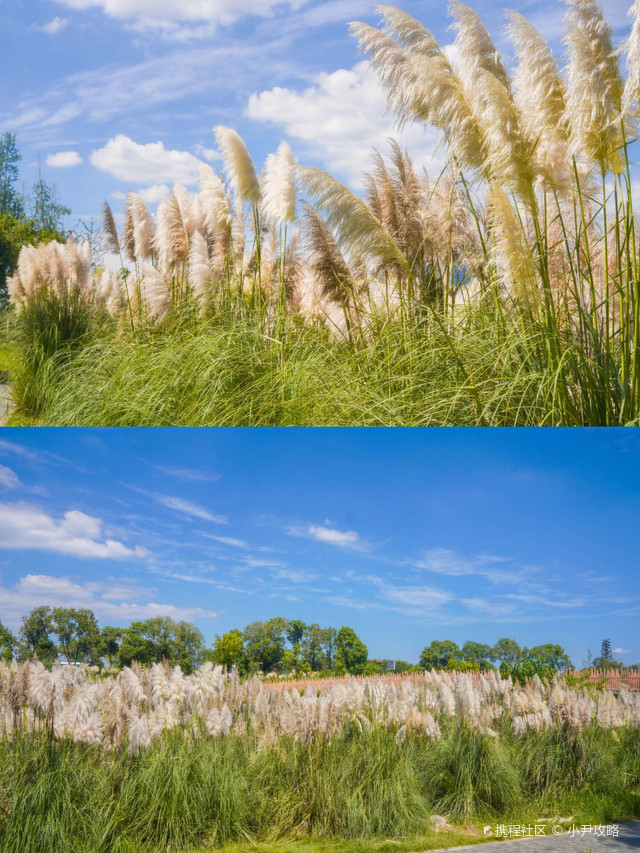 中和湿地公园芦苇荡