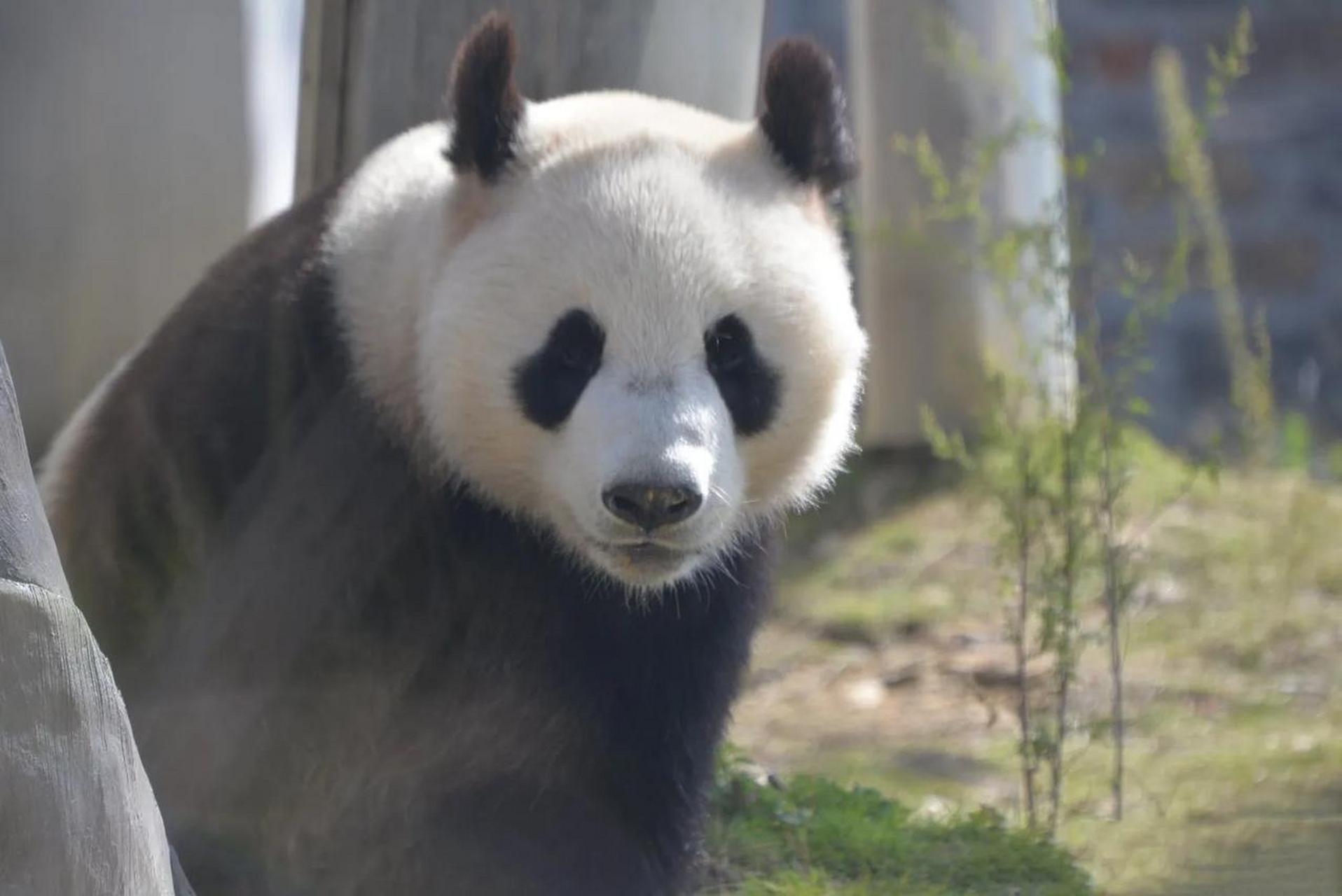 它现在和双胞胎妹妹京宝生活在凤凰中华大熊猫苑.