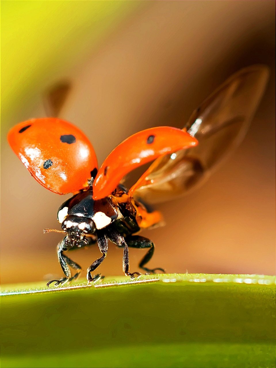 动物系列写生素材 | 近距七星瓢虫