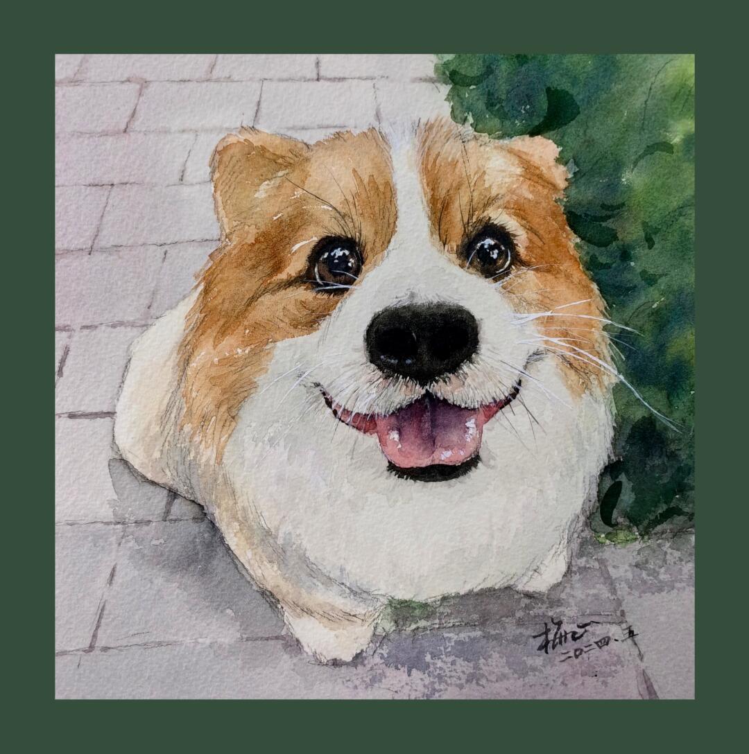 浅浅地画一张柯基吧～水彩小动物