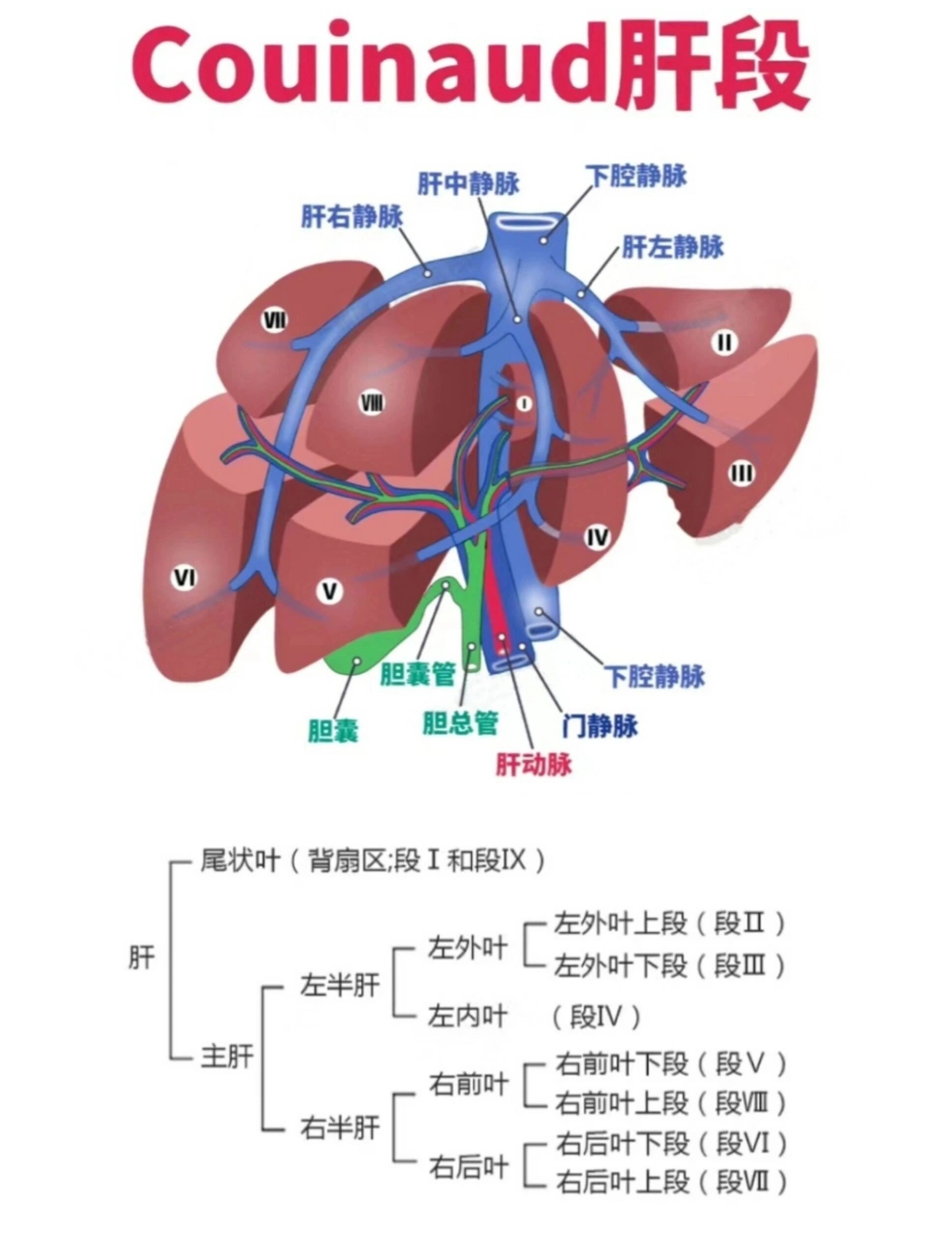 肝脏分段记忆方法