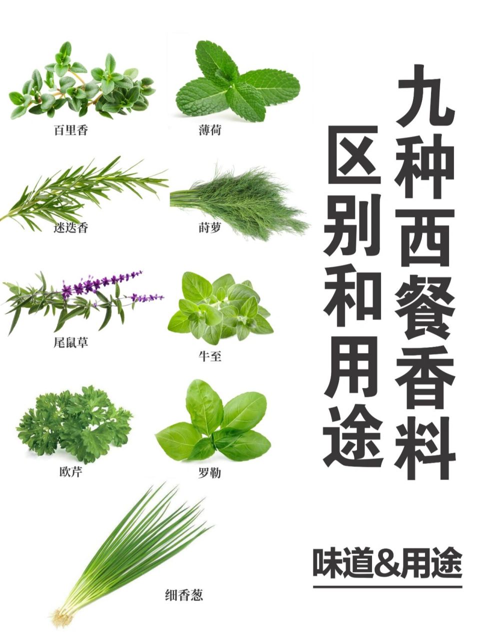 麝香草的功效与作用图片