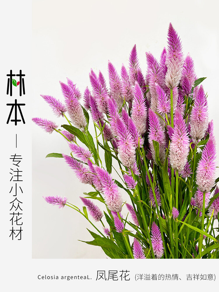 粉白仙女色——凤尾花