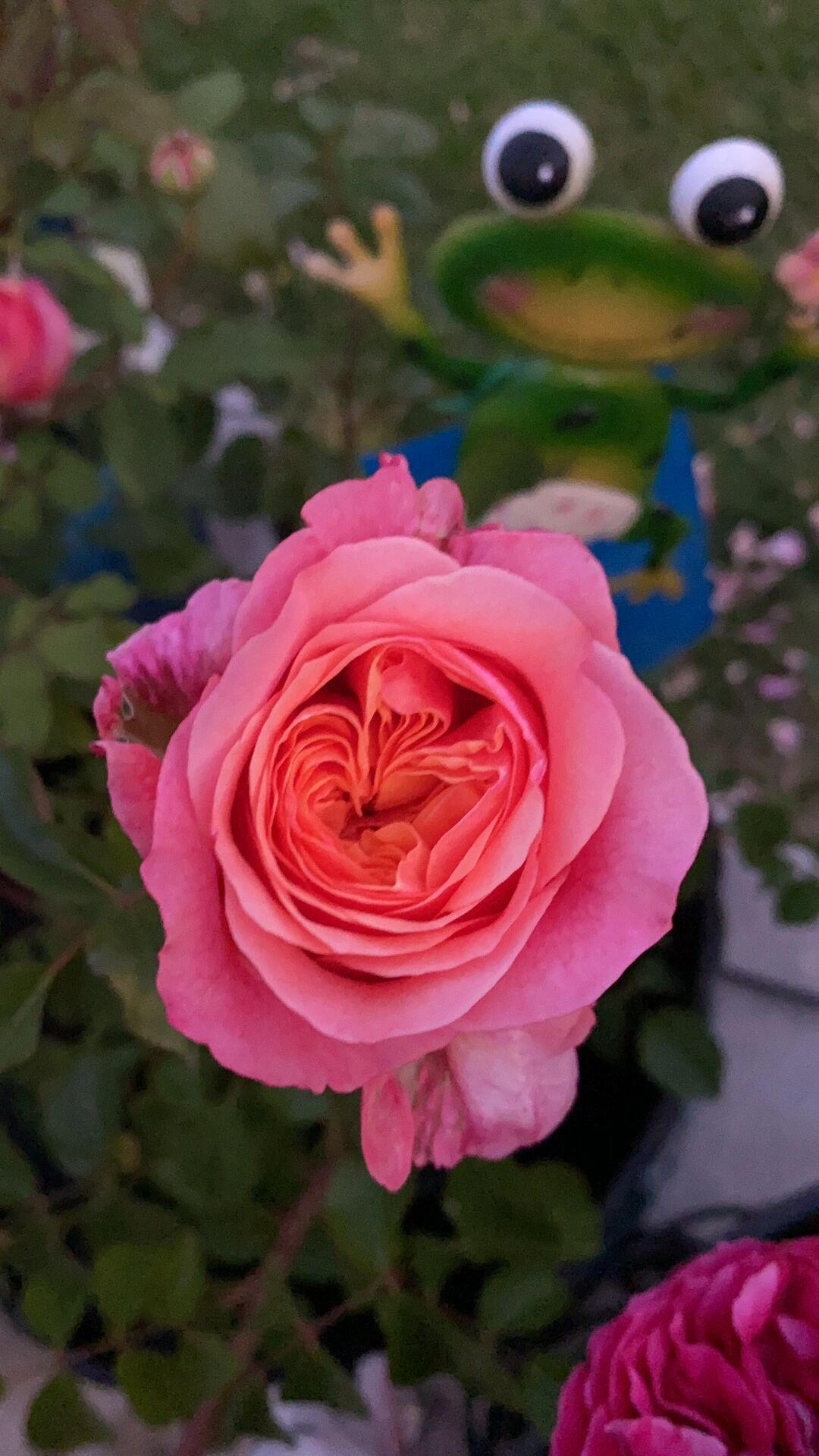 耐热耐晒真优秀❤️ 切花维多利亚的秘密月季