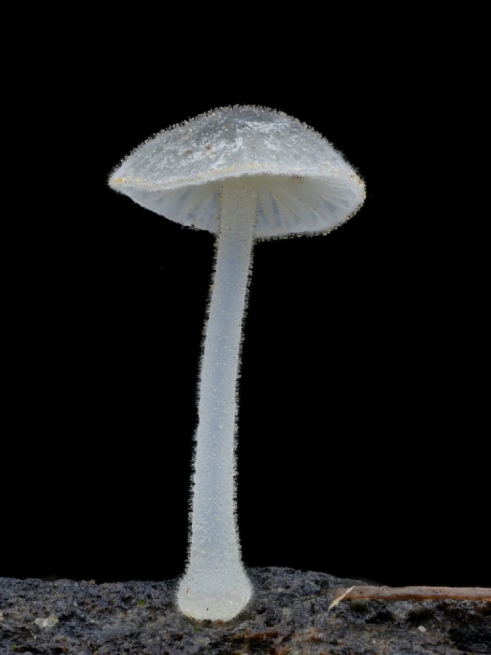 🪼中文名:近蓝盖小菇 拉丁学名:mycena subcyano
