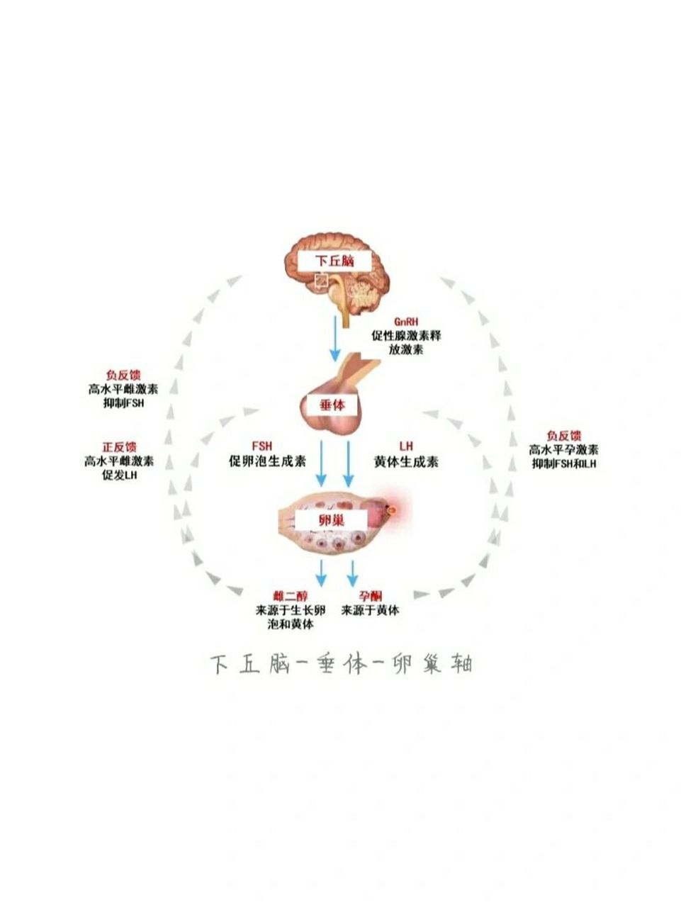 在三个时期检测激素具有不同的意义.