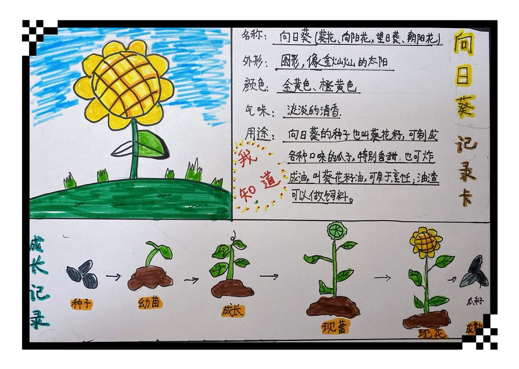 植物记录卡之向日葵97 三上语文植物99记录卡95