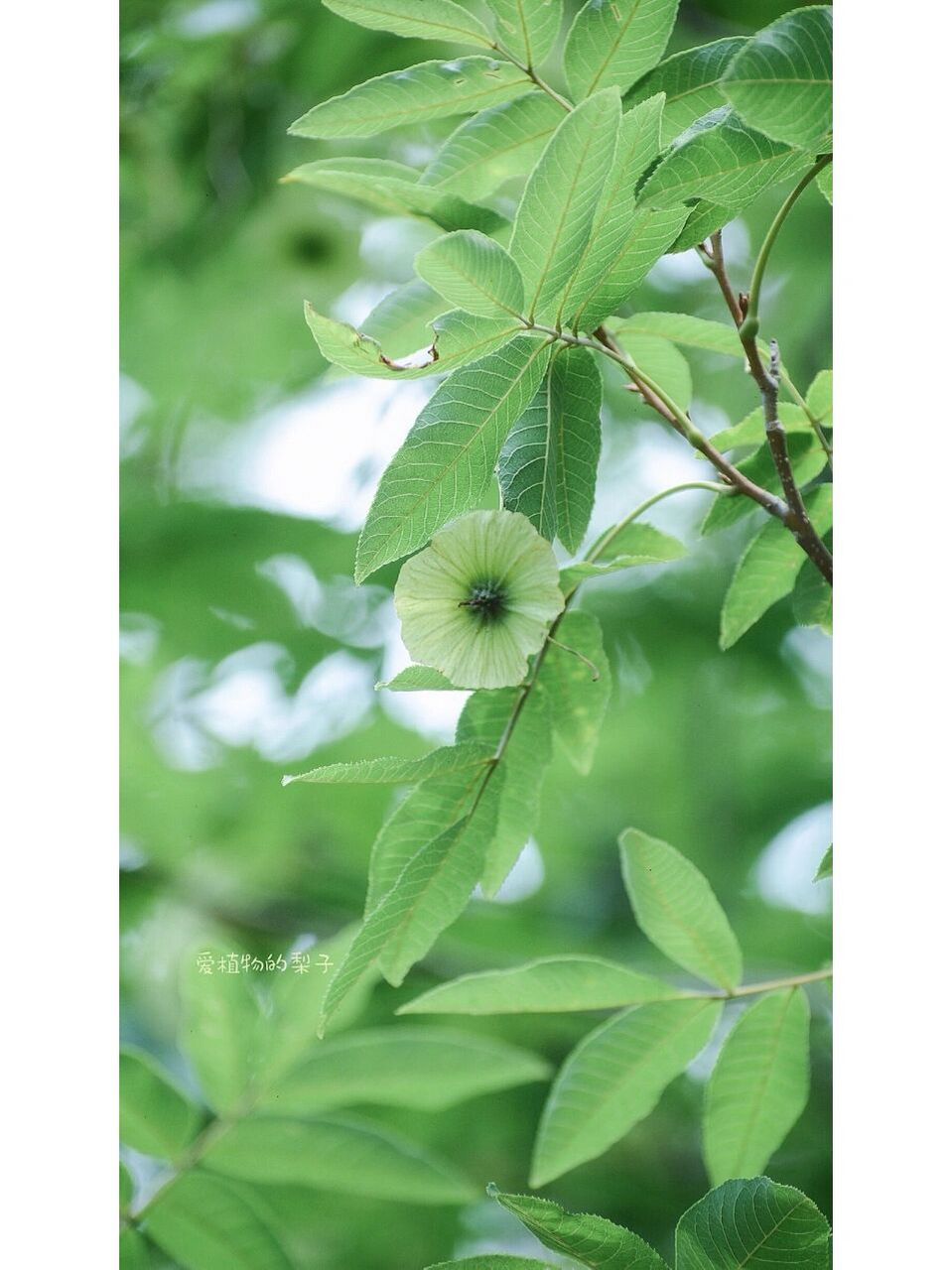 摇钱树 青钱柳   钱串子是果实,不是花