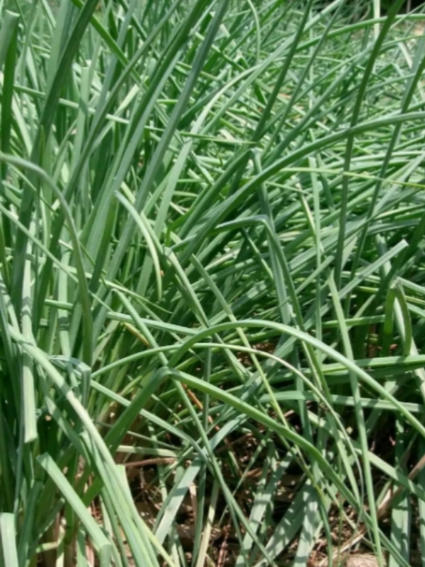 谁能1秒区分藠头和野葱