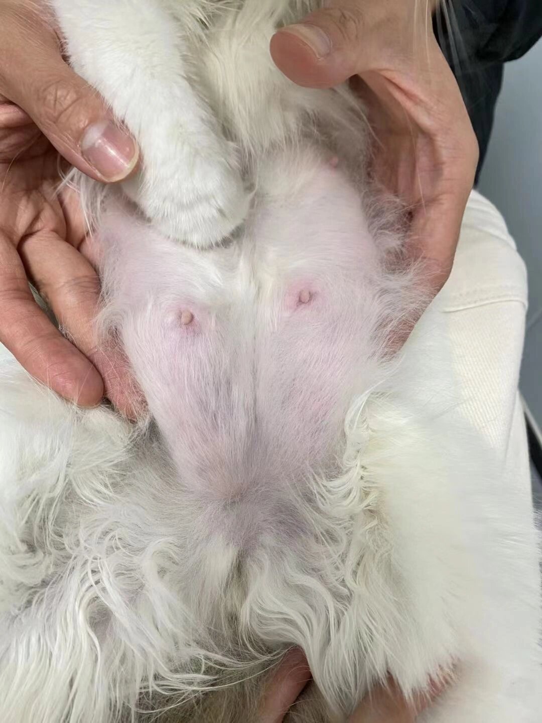 母猫停止喂奶后乳房肿胀