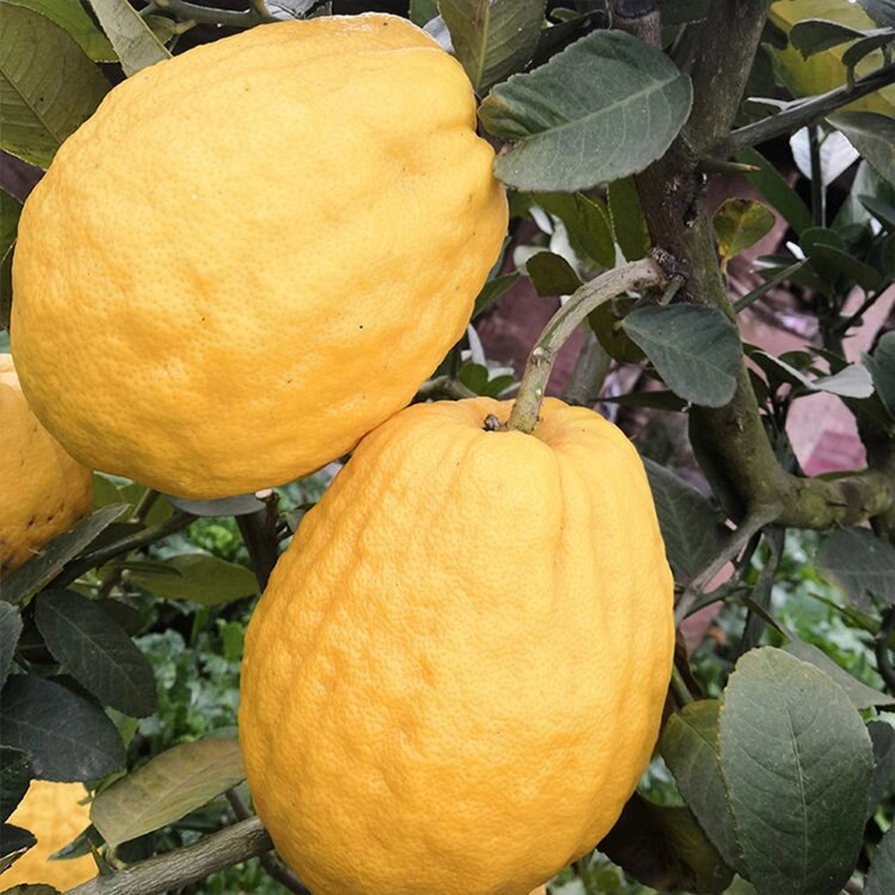 97香橼,全云南最香的水果08 97小时候家里接老祖公的时候,阿