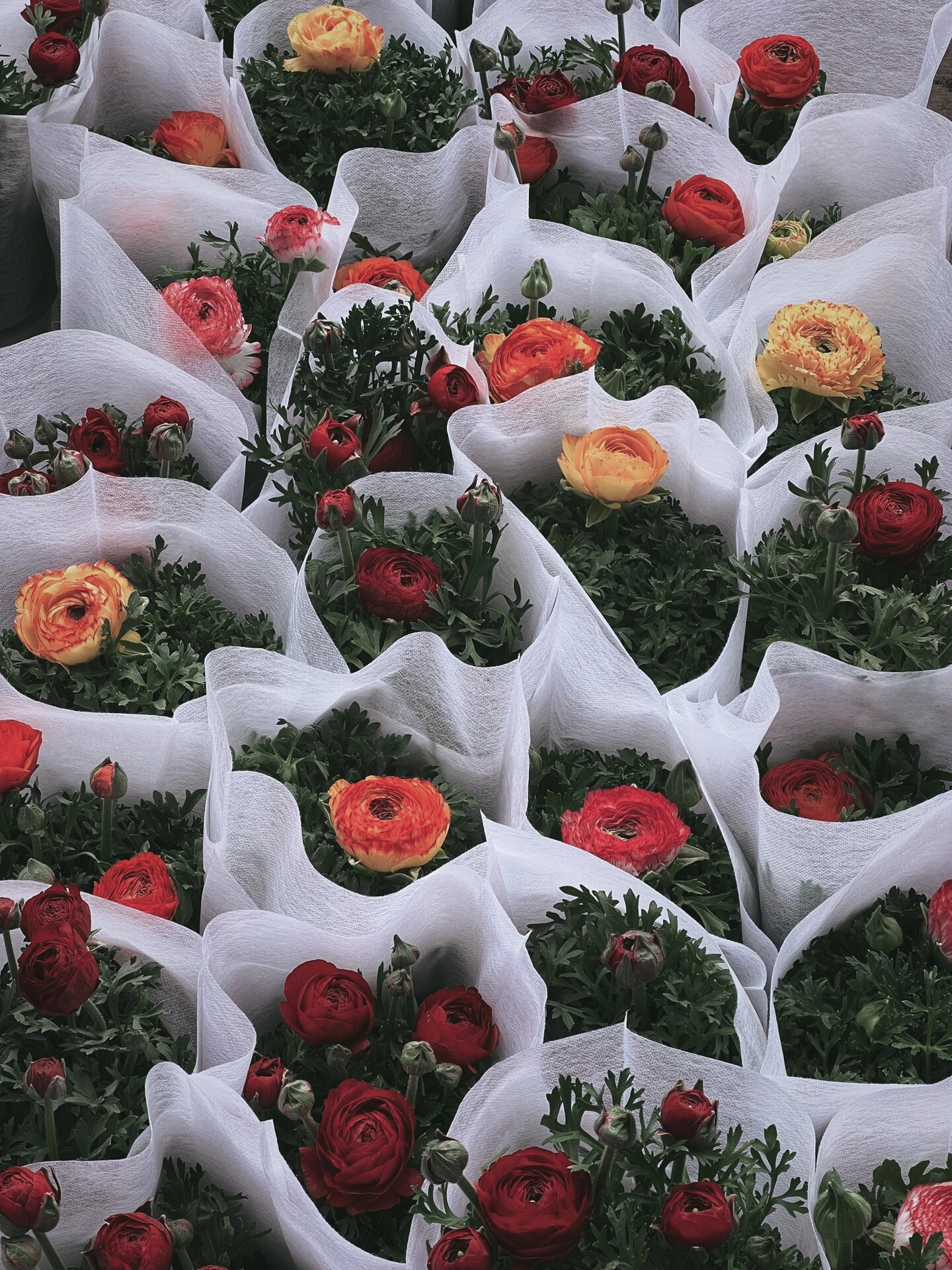 沈阳——南井花卉基地