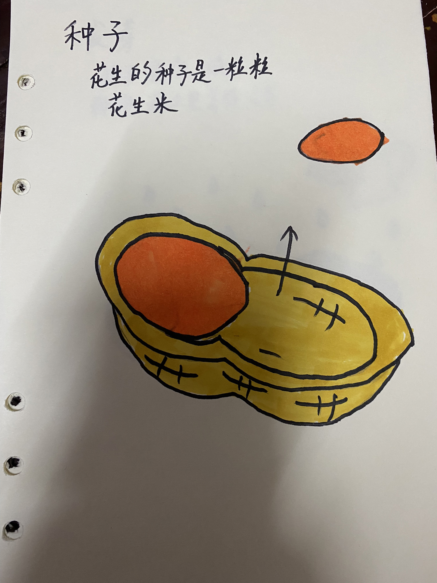 幼儿园大班自制绘本《花生生长记