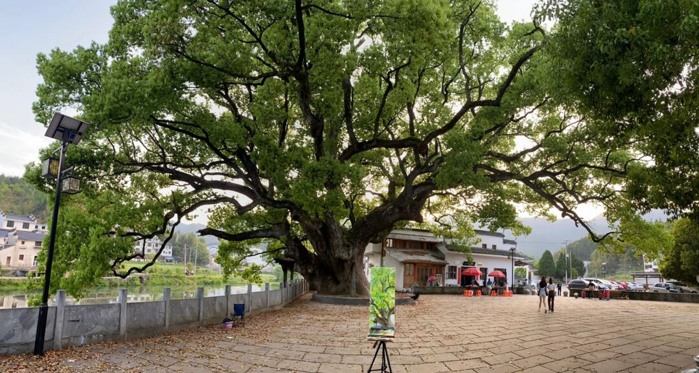 婺源day-12 虹关村古樟树 不知不觉已经出来快两周了,很喜欢虹关&察关