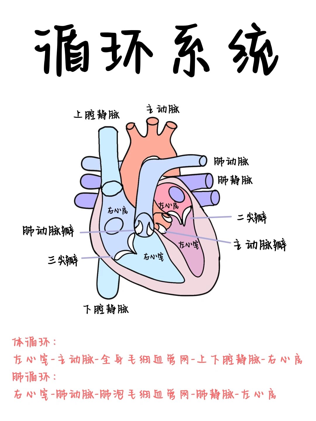 静脉—"容量血管" 毛细血管—"功能血管"  交感神经兴奋—肾上腺素a和