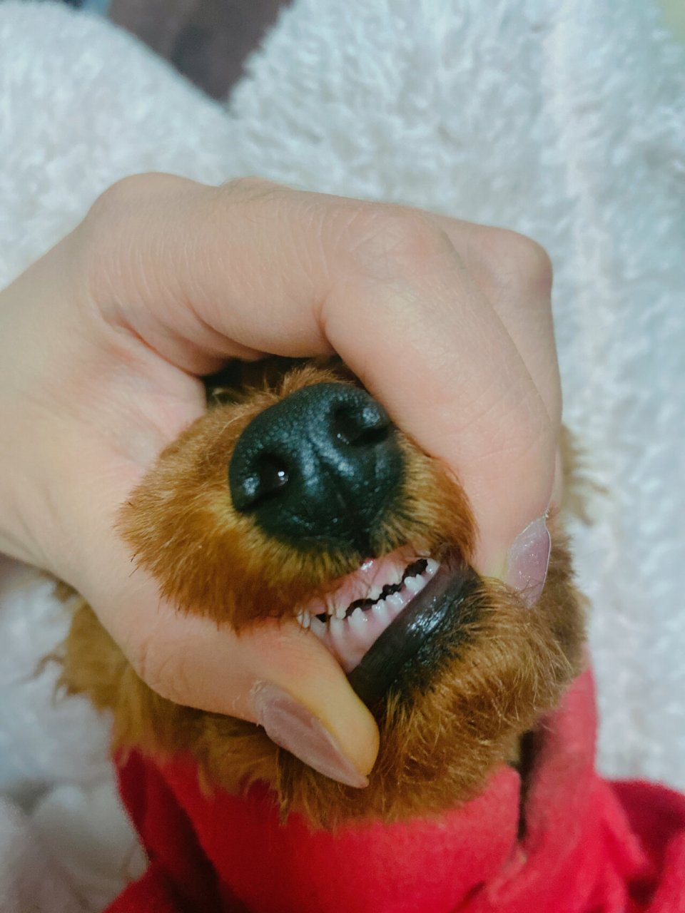 不同年龄的狗牙齿 图1三年老狗 图2三个月小奶狗 连牙齿都是爱你的