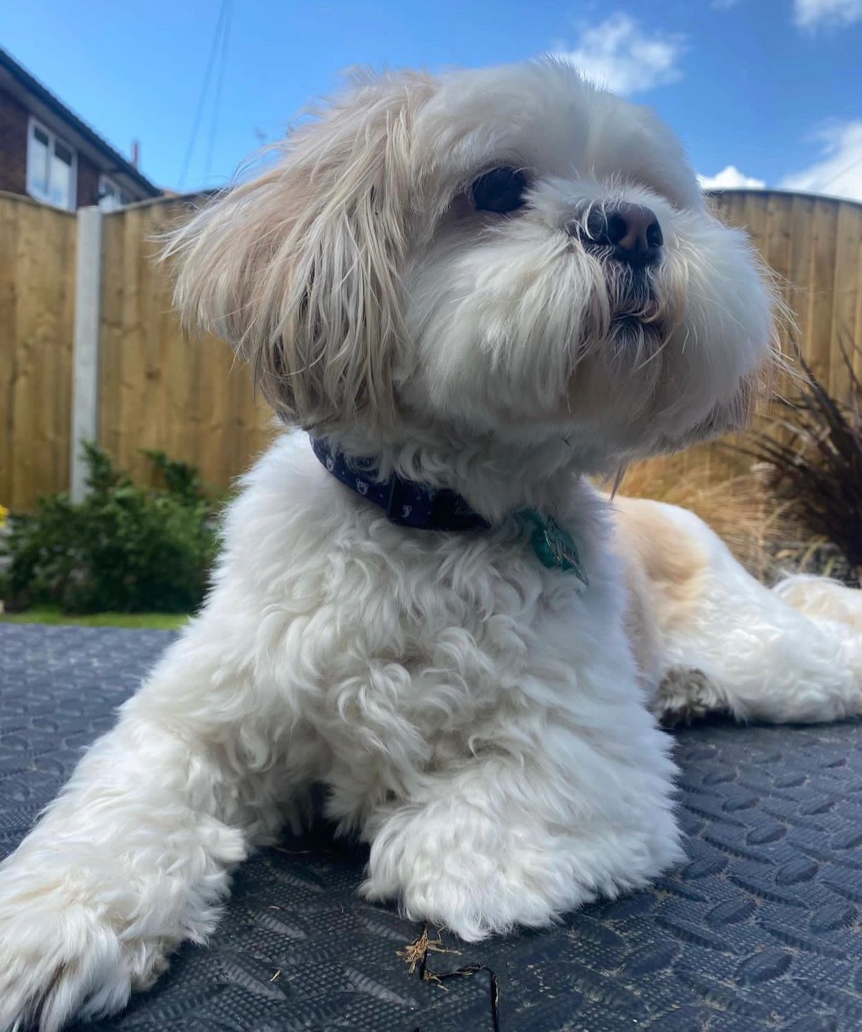 驱魔圣犬——拉萨犬 拉萨犬(lhasa apso),别名西藏犬,拉萨狮子犬,产于