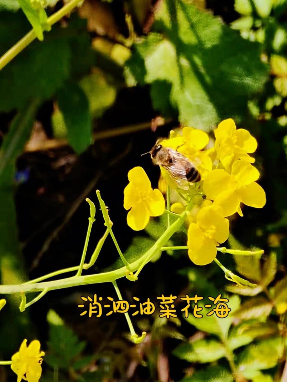 蔡甸消泗油菜花图片