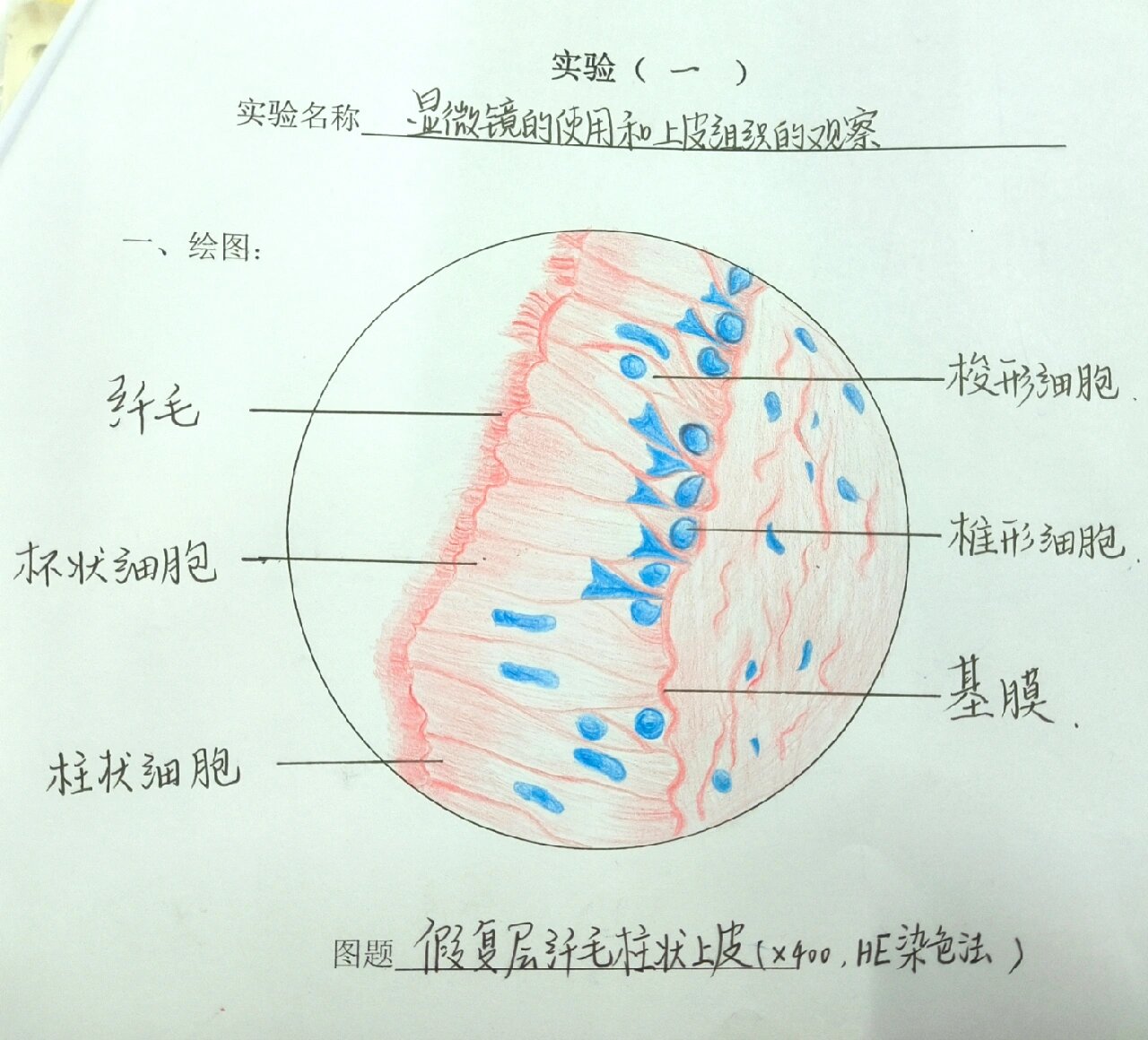 复层柱状上皮绘图图片