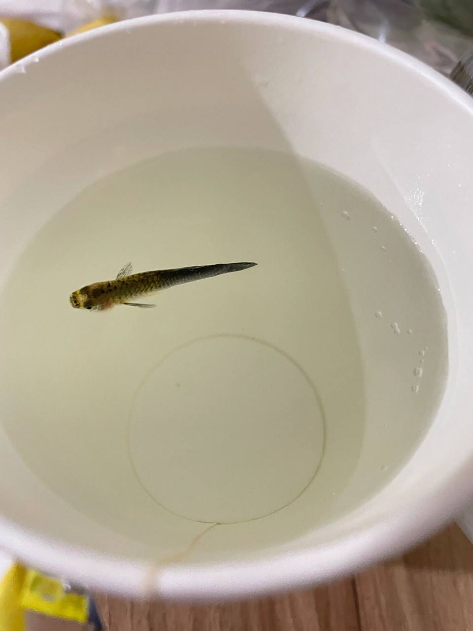 孔雀鱼针尾还能救吗 看了大家养的鱼才知道,我养的孔雀鱼爱死不说,还