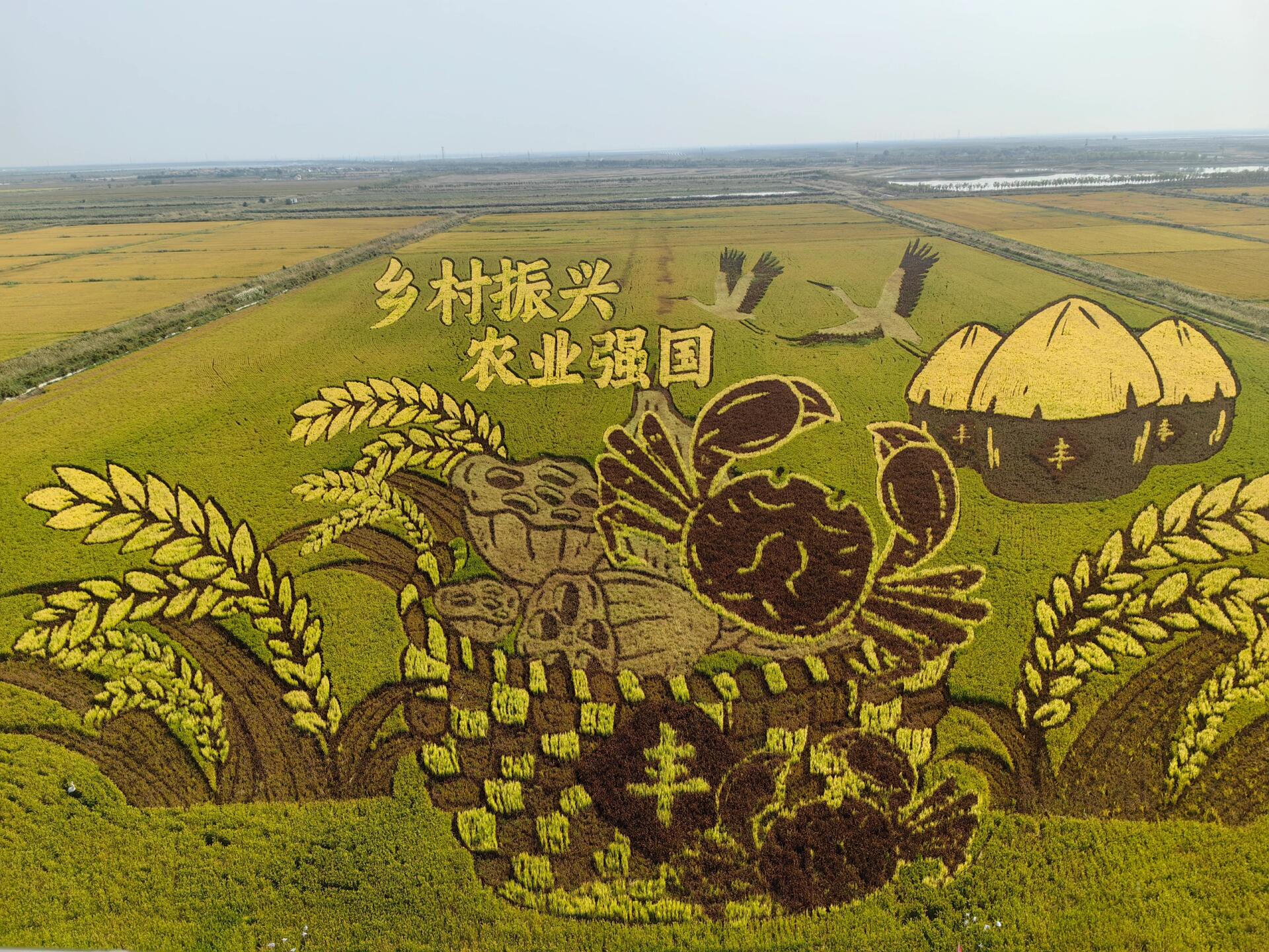 稻田画太美了,大地为纸,稻田为色.东营最不缺的就是宏伟广阔!