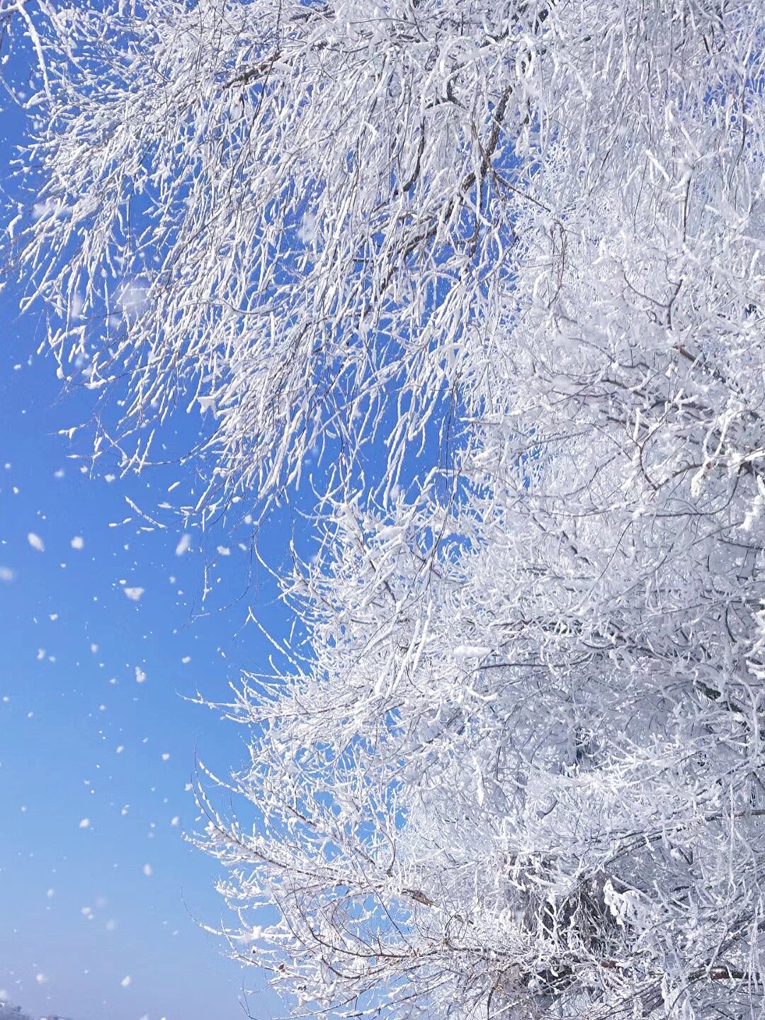 冰雪美景图片