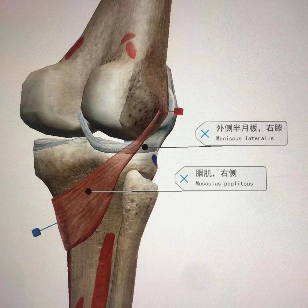 膎窝解剖结构图图片