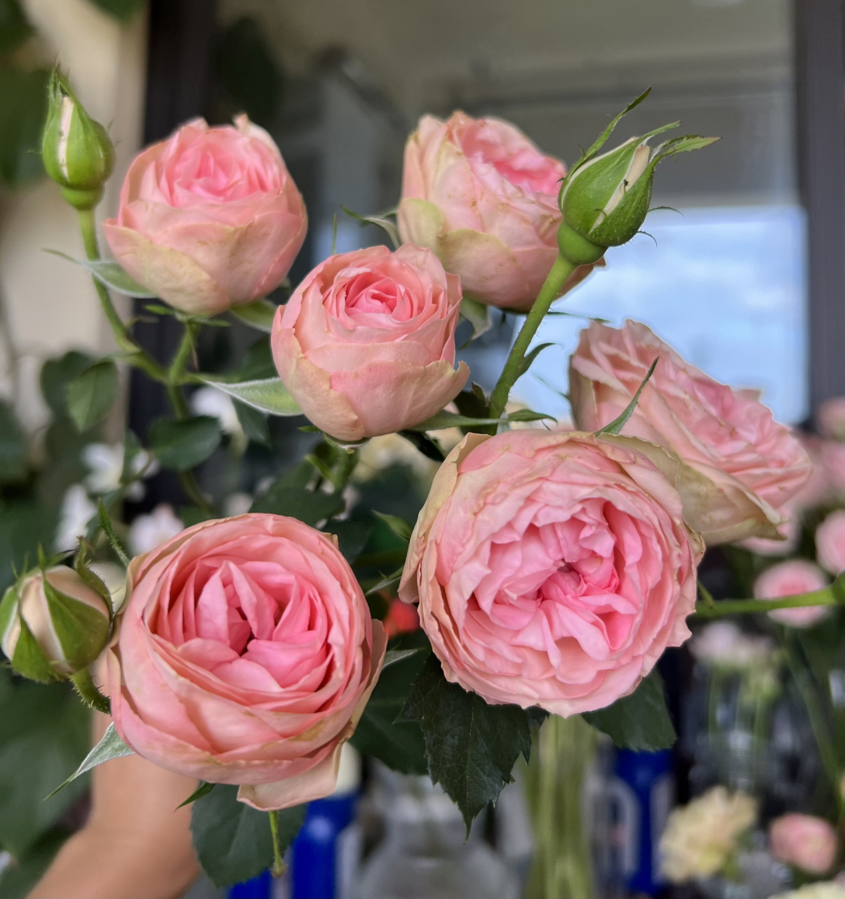 玫瑰|多头玛丽公主(俏溪阳)  341. 多头玛丽公主.