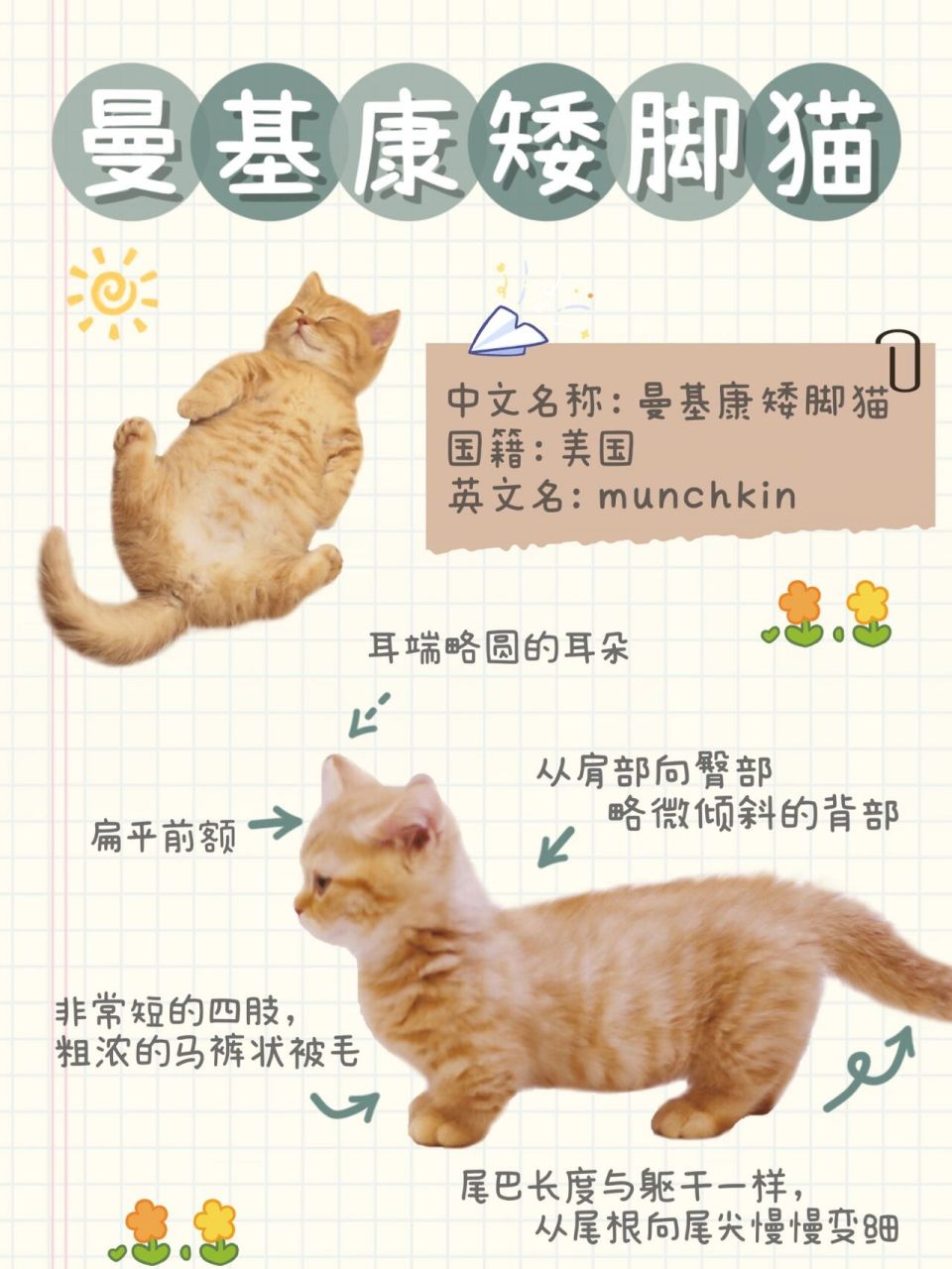 科普贴|拥有肖战同款"柯基"93曼基康矮 iyo矮脚喵猫舍带你走进喵星