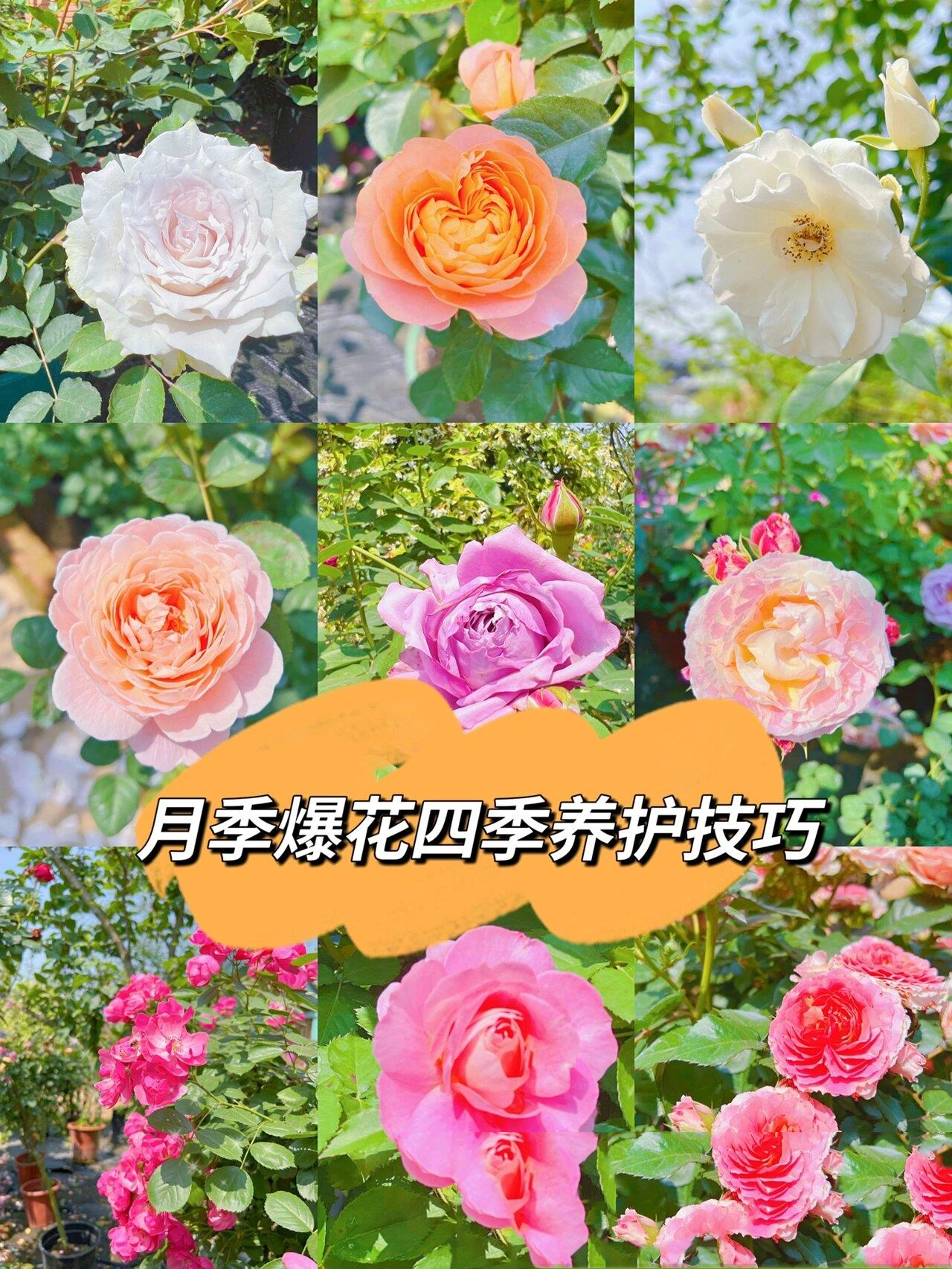 月季花拍摄技巧图片