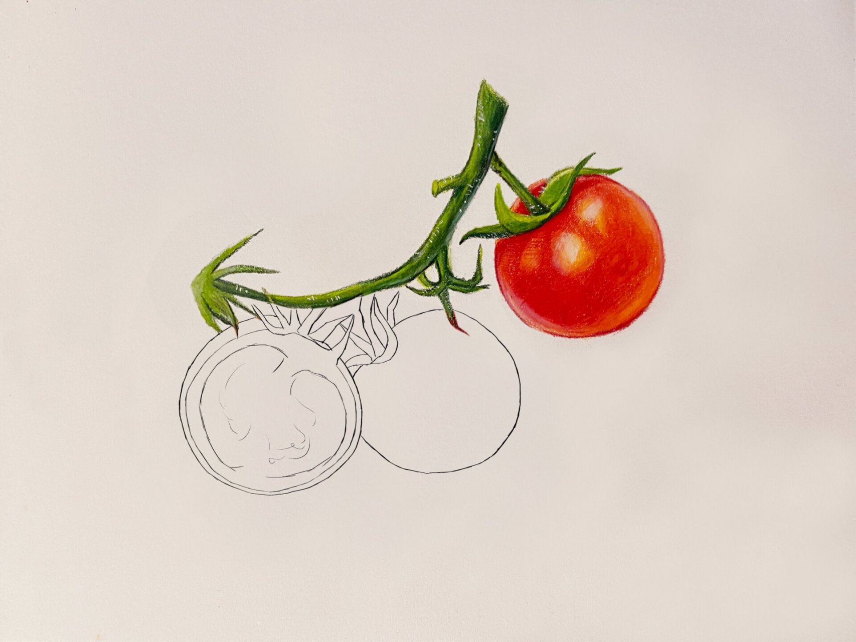 【彩铅画】小番茄(内附步骤图)