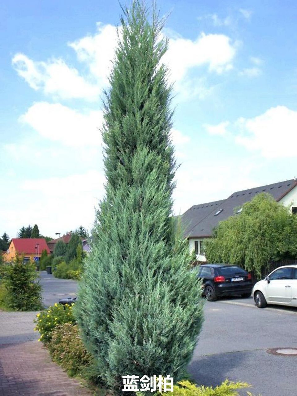 花园植物博物馆 32 1. 蓝冰柏 常绿乔木.